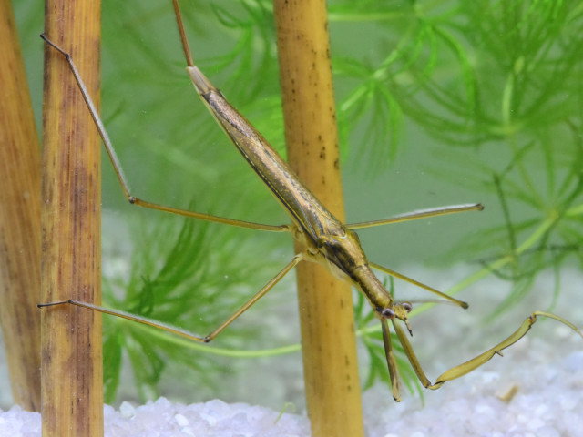 ミズカマキリ